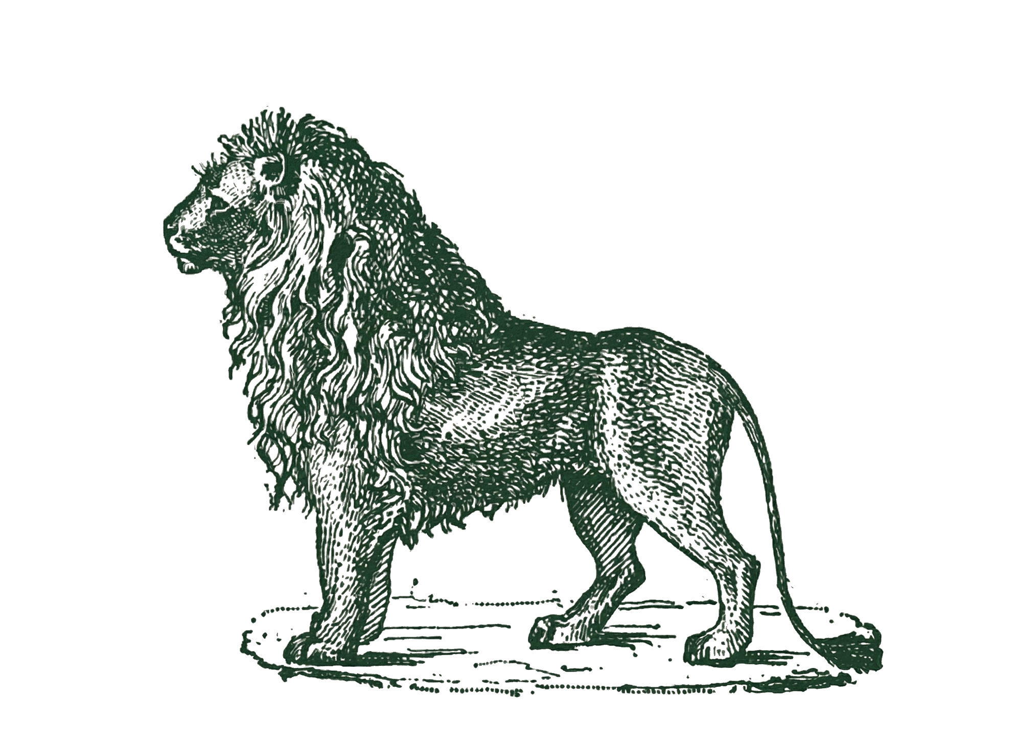 Lions Mane Provision